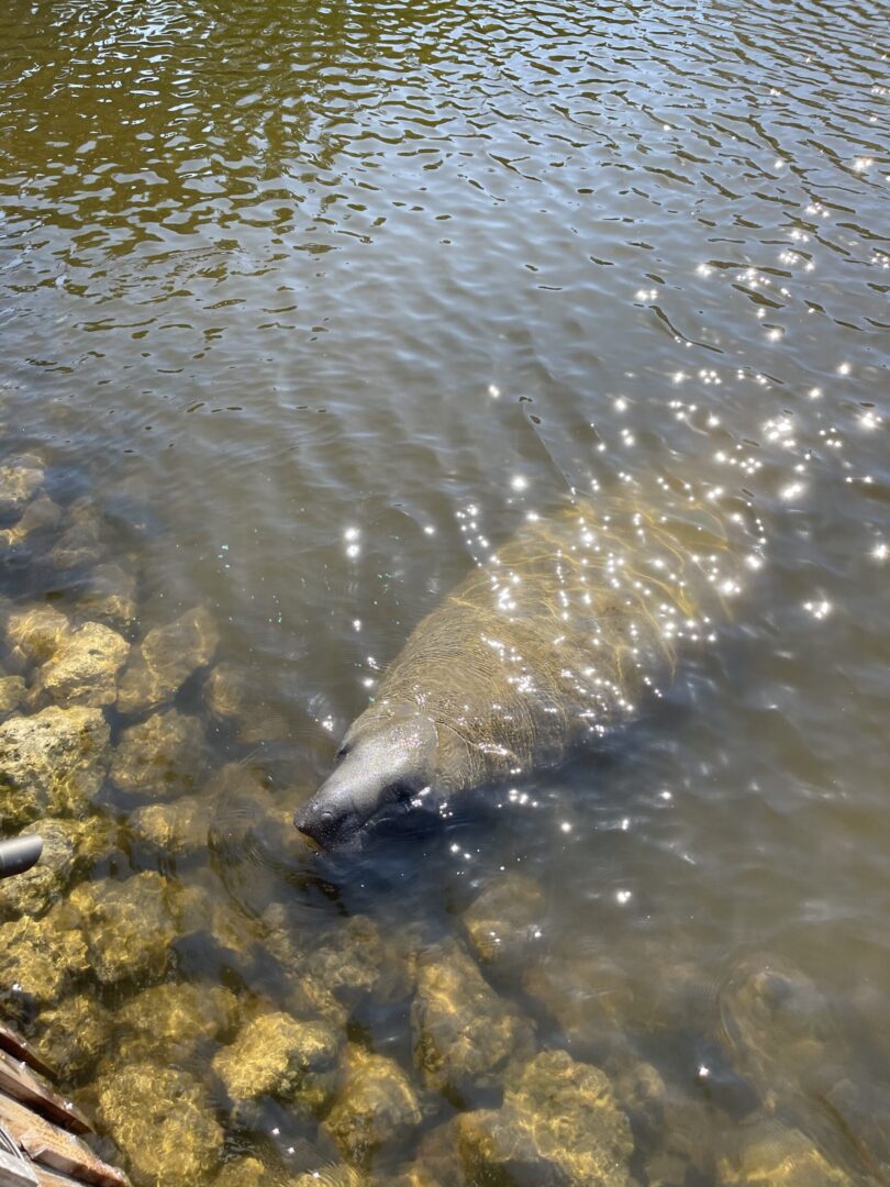 A fish is swimming in the water.