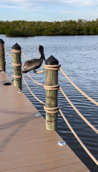 A bird sitting on top of a wooden post.