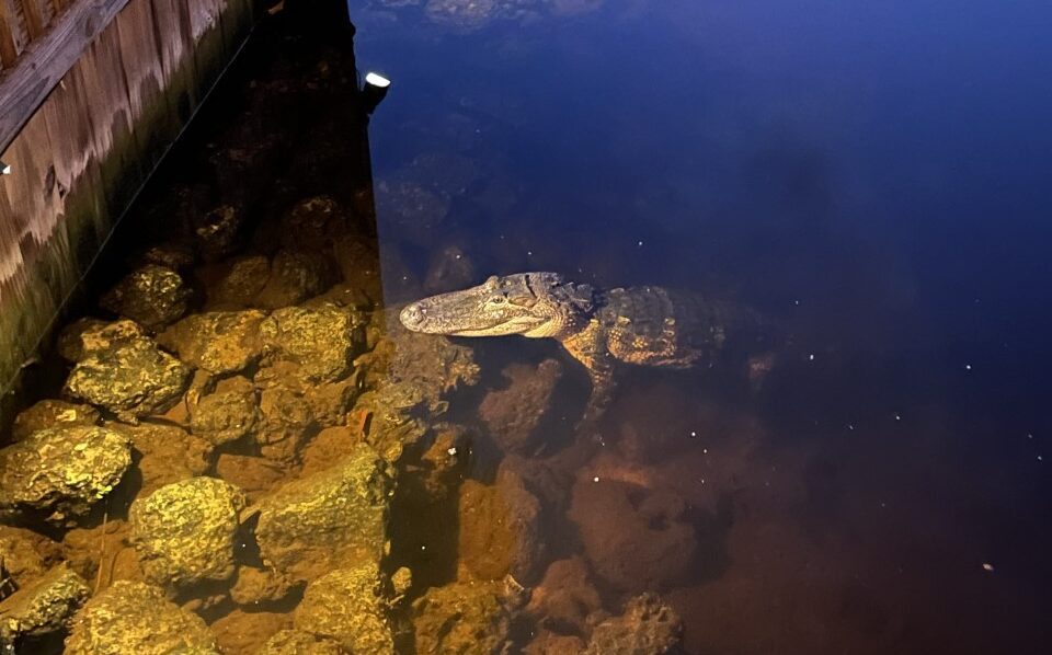 A fish swimming in the water near rocks.