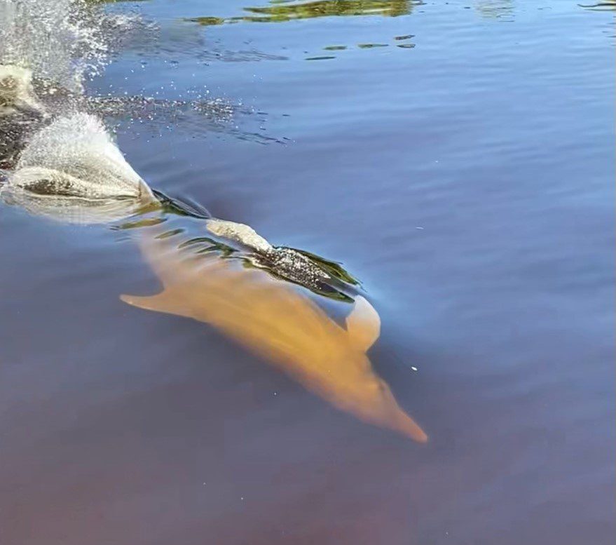 A dolphin is swimming in the water.