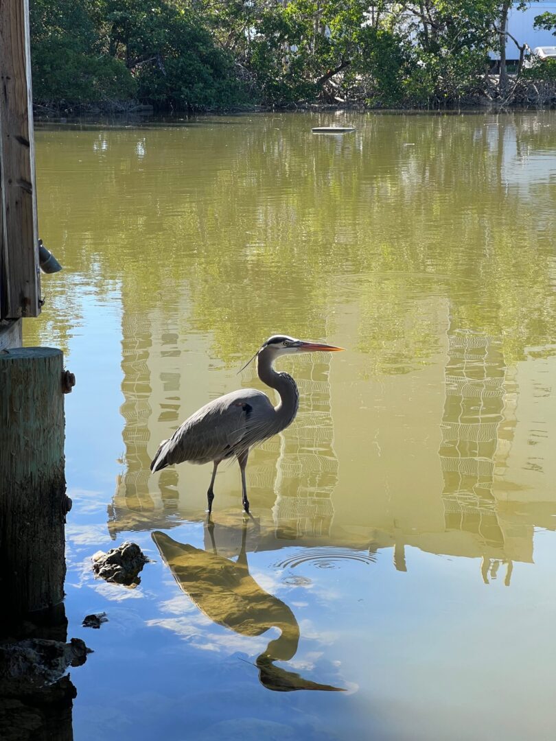 A bird standing in the water near some trees